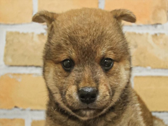 福岡県の柴犬(標準サイズ) (ペッツワン福岡新宮店/2024年6月29日生まれ/男の子/赤)の子犬